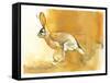 Cape Hare, 2010-Mark Adlington-Framed Stretched Canvas