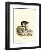 Cape Hyrax-null-Framed Giclee Print