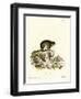 Cape Hyrax-null-Framed Giclee Print