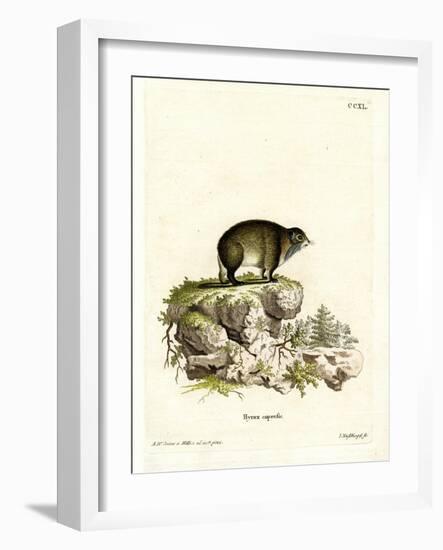 Cape Hyrax-null-Framed Giclee Print