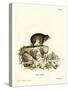 Cape Hyrax-null-Stretched Canvas