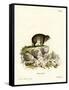 Cape Hyrax-null-Framed Stretched Canvas