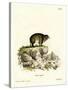 Cape Hyrax-null-Stretched Canvas