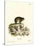 Cape Hyrax-null-Stretched Canvas