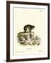 Cape Hyrax-null-Framed Giclee Print