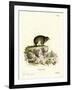 Cape Hyrax-null-Framed Giclee Print