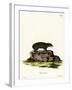 Cape Hyrax-null-Framed Giclee Print