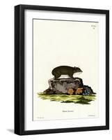 Cape Hyrax-null-Framed Giclee Print