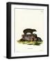 Cape Hyrax-null-Framed Giclee Print