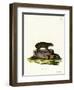 Cape Hyrax-null-Framed Giclee Print