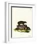 Cape Hyrax-null-Framed Giclee Print