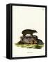 Cape Hyrax-null-Framed Stretched Canvas