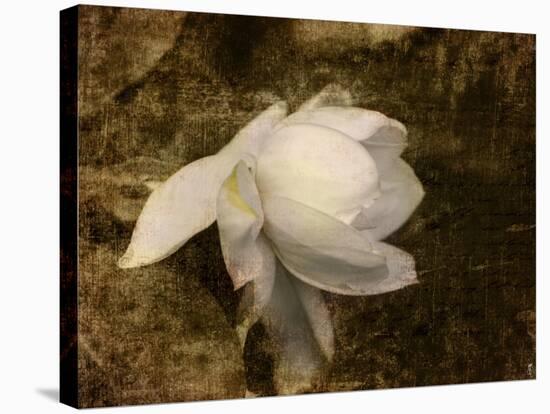 Cape Jasmine Gardenia 1-Jai Johnson-Stretched Canvas