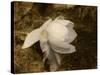 Cape Jasmine Gardenia 1-Jai Johnson-Stretched Canvas