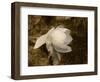 Cape Jasmine Gardenia 1-Jai Johnson-Framed Giclee Print