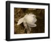 Cape Jasmine Gardenia 1-Jai Johnson-Framed Giclee Print