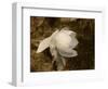 Cape Jasmine Gardenia 1-Jai Johnson-Framed Giclee Print