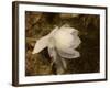 Cape Jasmine Gardenia 1-Jai Johnson-Framed Giclee Print