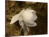 Cape Jasmine Gardenia 1-Jai Johnson-Stretched Canvas