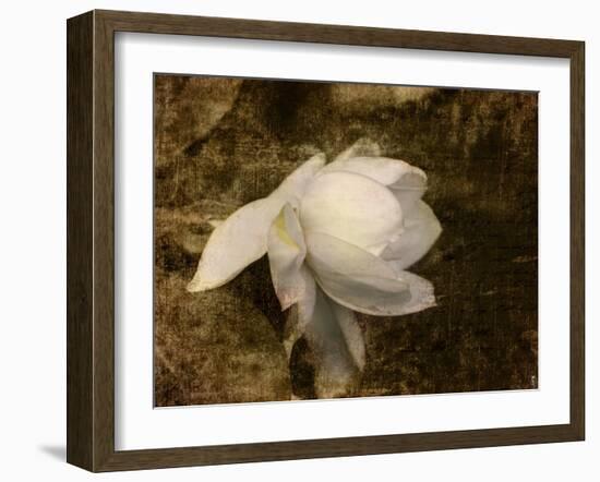 Cape Jasmine Gardenia 1-Jai Johnson-Framed Giclee Print