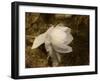 Cape Jasmine Gardenia 1-Jai Johnson-Framed Giclee Print