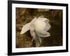 Cape Jasmine Gardenia 1-Jai Johnson-Framed Giclee Print