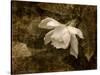 Cape Jasmine Gardenia 2-Jai Johnson-Stretched Canvas