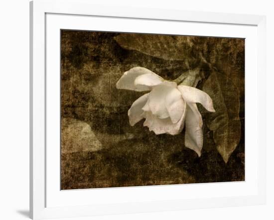 Cape Jasmine Gardenia 2-Jai Johnson-Framed Giclee Print