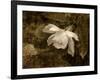 Cape Jasmine Gardenia 2-Jai Johnson-Framed Giclee Print