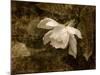 Cape Jasmine Gardenia 2-Jai Johnson-Mounted Giclee Print