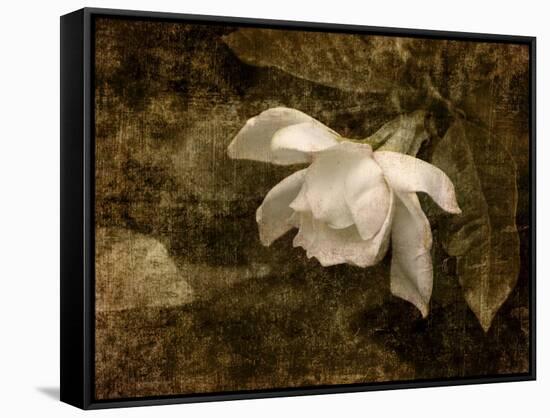 Cape Jasmine Gardenia 2-Jai Johnson-Framed Stretched Canvas