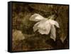 Cape Jasmine Gardenia 2-Jai Johnson-Framed Stretched Canvas