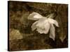 Cape Jasmine Gardenia 2-Jai Johnson-Stretched Canvas