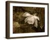 Cape Jasmine Gardenia 2-Jai Johnson-Framed Giclee Print