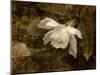 Cape Jasmine Gardenia 2-Jai Johnson-Mounted Giclee Print