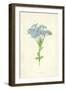 Cape Leadwort-Frederick Edward Hulme-Framed Giclee Print