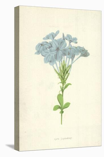 Cape Leadwort-Frederick Edward Hulme-Stretched Canvas