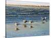 Cape May Herring Gulls-Bruce Dumas-Stretched Canvas