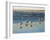 Cape May Herring Gulls-Bruce Dumas-Framed Giclee Print