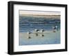 Cape May Herring Gulls-Bruce Dumas-Framed Giclee Print