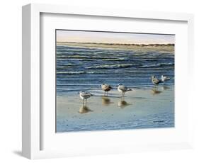 Cape May Herring Gulls-Bruce Dumas-Framed Giclee Print