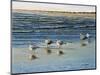 Cape May Herring Gulls-Bruce Dumas-Mounted Giclee Print