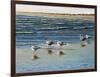 Cape May Herring Gulls-Bruce Dumas-Framed Giclee Print