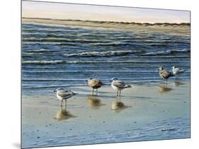 Cape May Herring Gulls-Bruce Dumas-Mounted Giclee Print