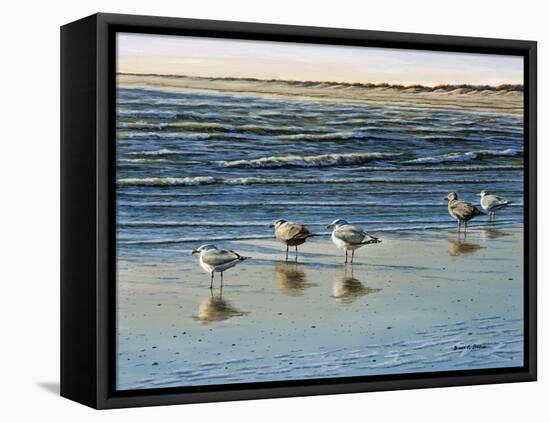 Cape May Herring Gulls-Bruce Dumas-Framed Stretched Canvas