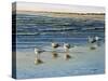 Cape May Herring Gulls-Bruce Dumas-Stretched Canvas