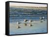 Cape May Herring Gulls-Bruce Dumas-Framed Stretched Canvas
