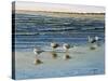 Cape May Herring Gulls-Bruce Dumas-Stretched Canvas