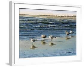 Cape May Herring Gulls-Bruce Dumas-Framed Giclee Print