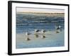 Cape May Herring Gulls-Bruce Dumas-Framed Giclee Print